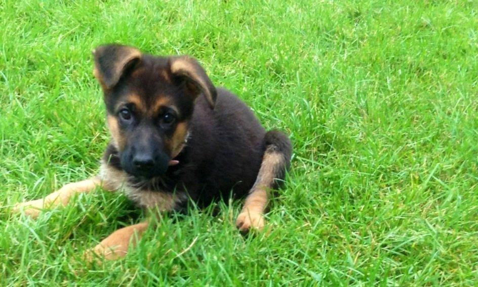 Schæferhund Aixa's Daisy Crazy billede 8