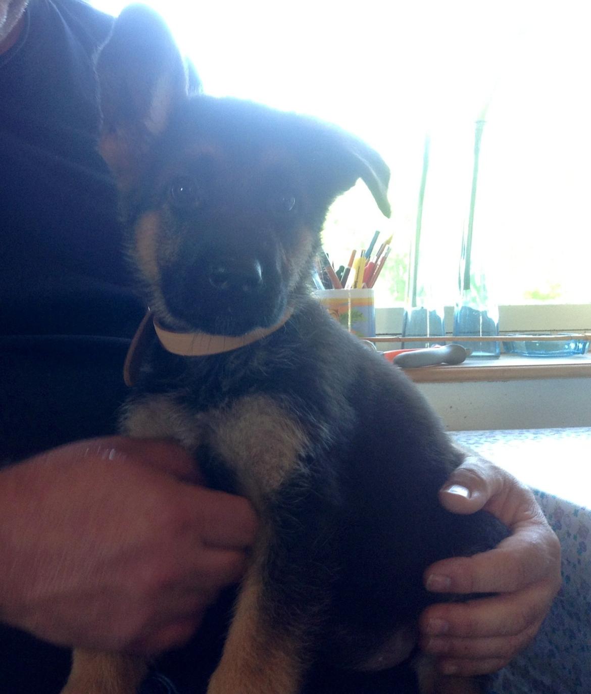 Schæferhund Aixa's Daisy Crazy billede 9