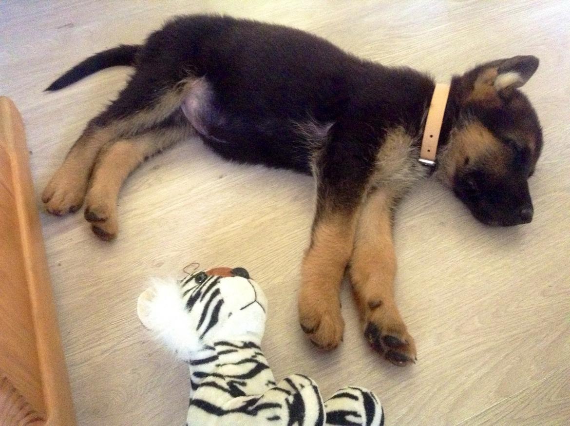 Schæferhund Aixa's Daisy Crazy billede 10