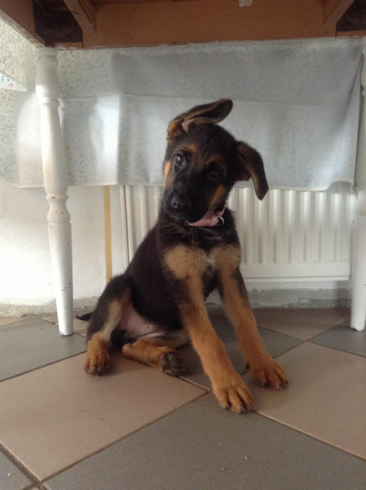 Schæferhund Aixa's Daisy Crazy billede 11