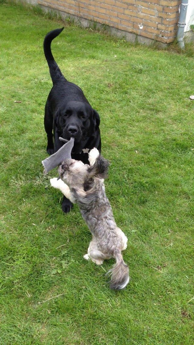 Labrador retriever Blackie billede 10