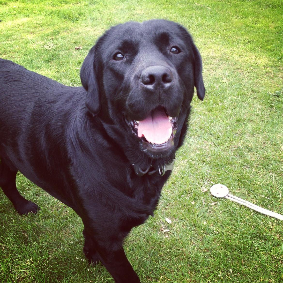 Labrador retriever Blackie billede 11