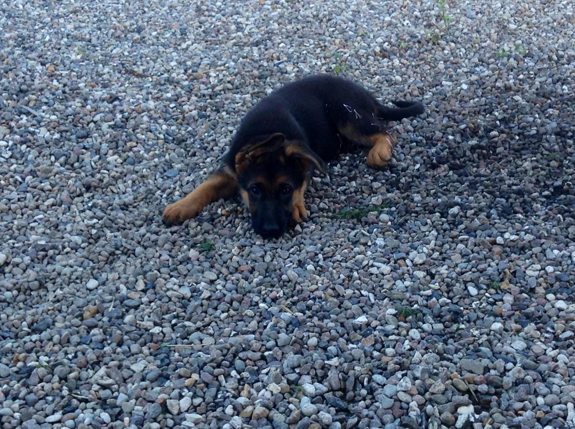 Schæferhund Aixa's Daisy Crazy billede 12