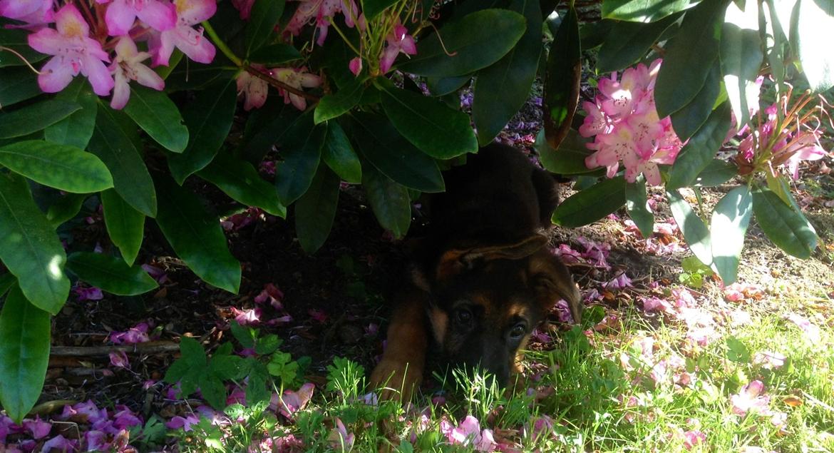 Schæferhund Aixa's Daisy Crazy billede 13