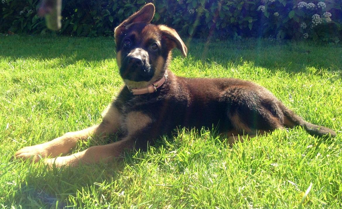 Schæferhund Aixa's Daisy Crazy billede 14