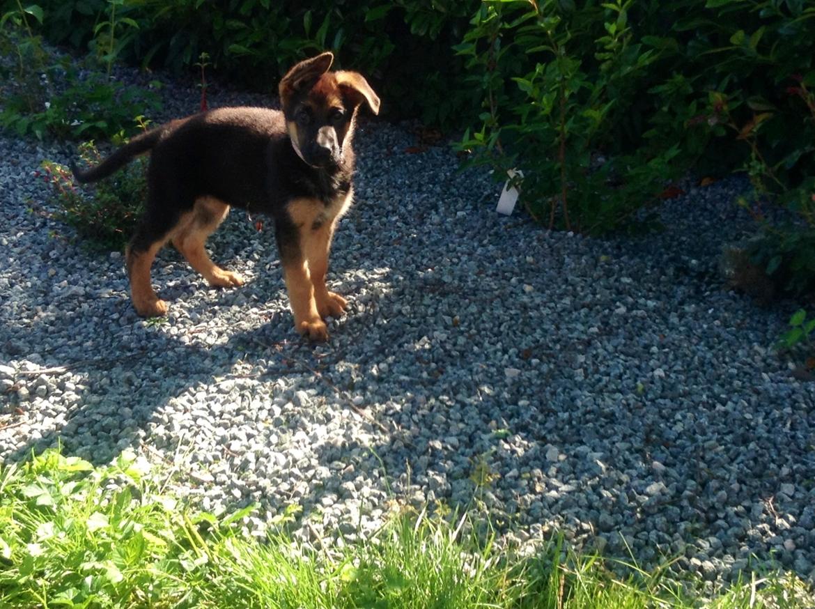 Schæferhund Aixa's Daisy Crazy billede 15