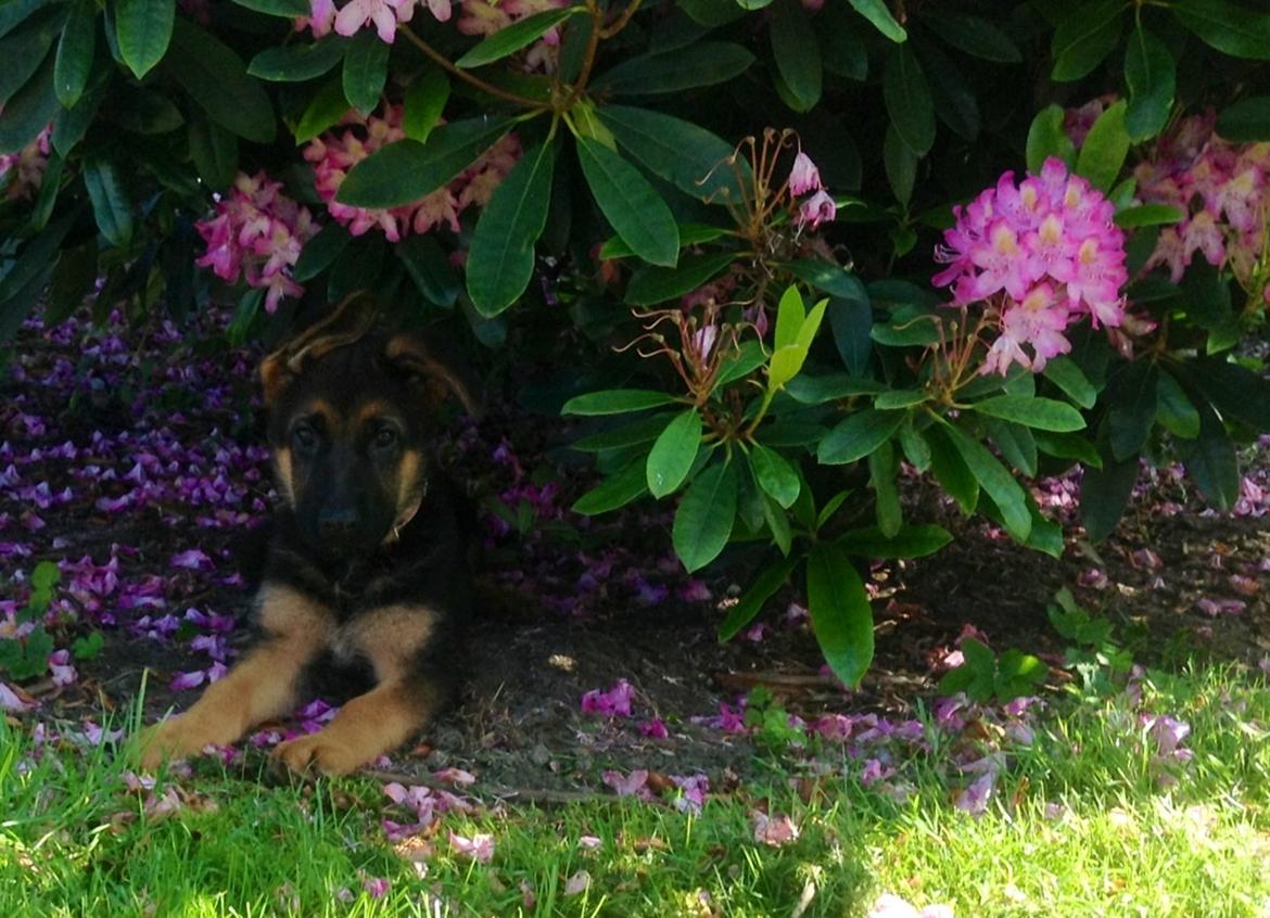 Schæferhund Aixa's Daisy Crazy billede 16