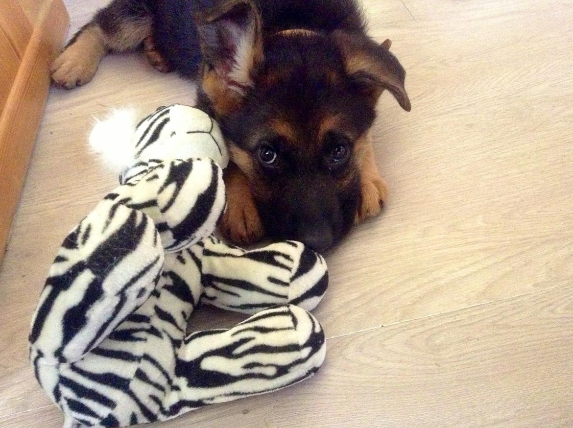 Schæferhund Aixa's Daisy Crazy billede 17