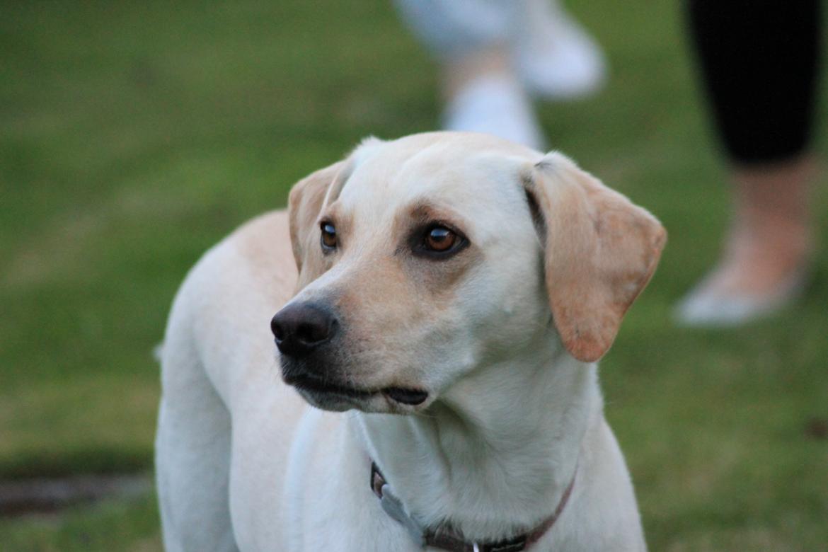 Blanding af racer Freja - 29.6.13 billede 20