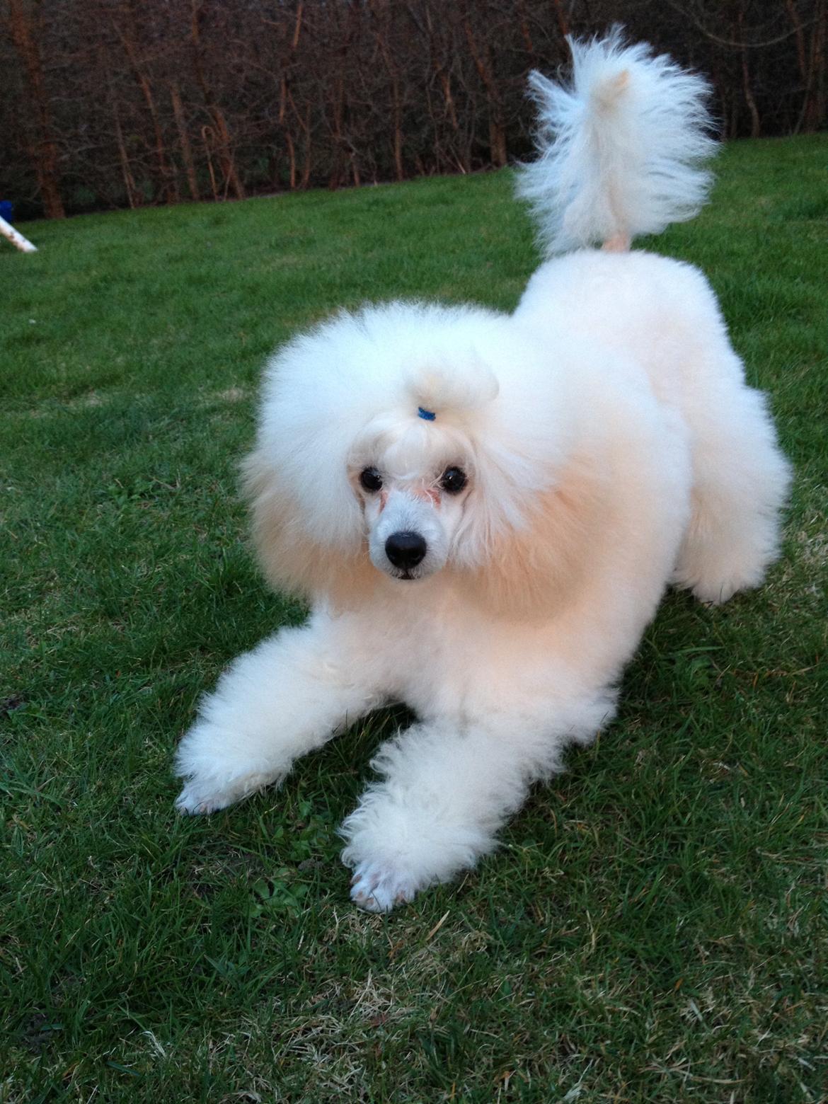 Toypuddel Eli billede 1