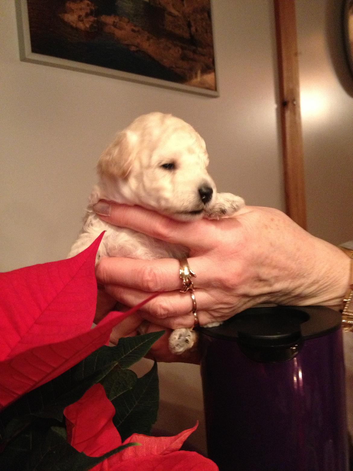 Toypuddel Eli billede 2