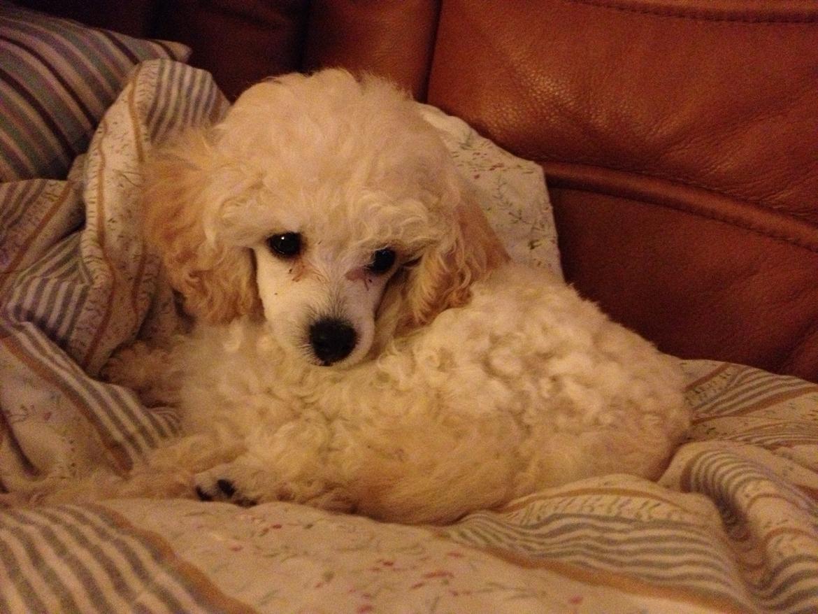 Toypuddel Eli billede 3