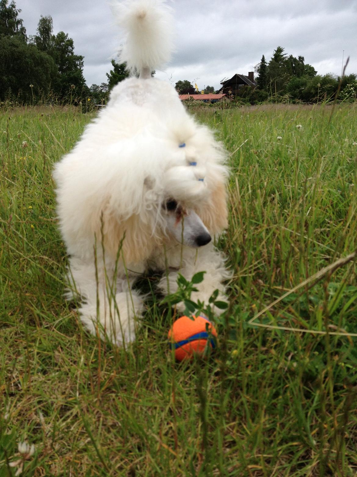 Toypuddel Eli billede 4