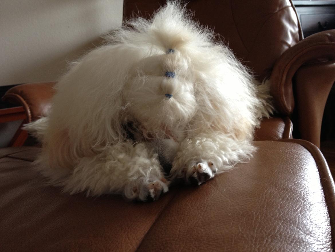 Toypuddel Eli billede 5