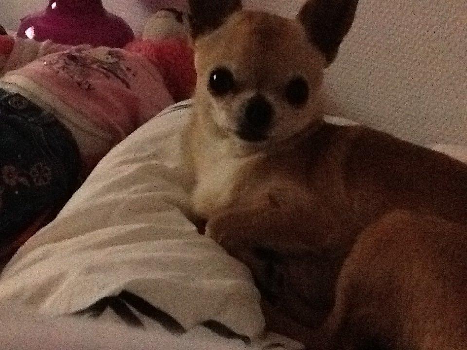 Chihuahua Frontrunners Ready To Play - Ready - Velkommen til Ready's profil:) billede 1