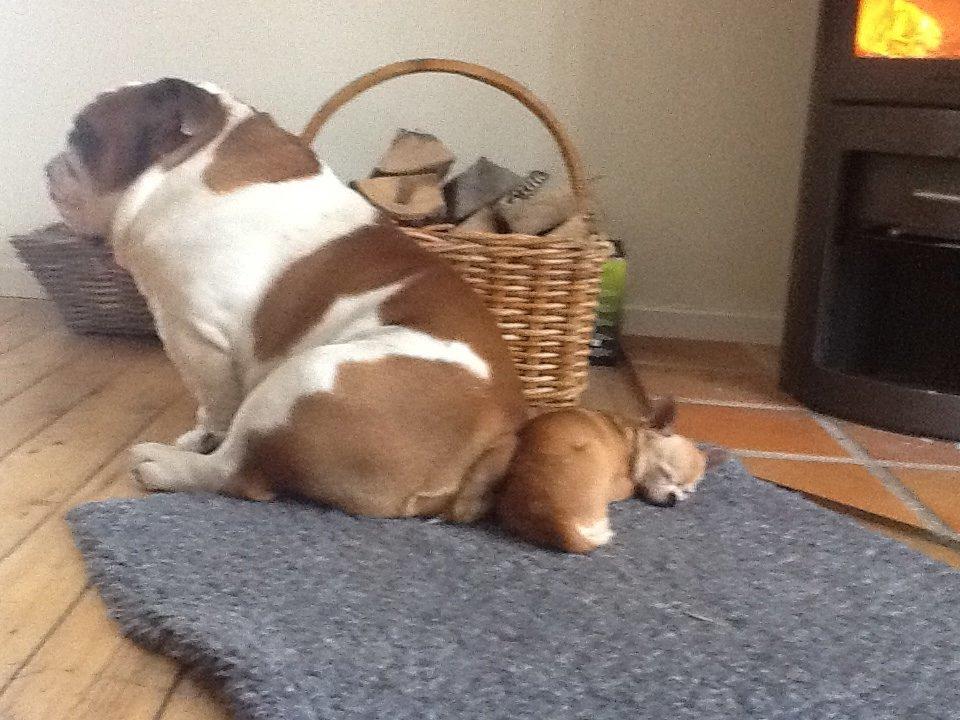 Chihuahua Frontrunners Ready To Play - Ready - Ready og hendes gode ven Arthur:) billede 2