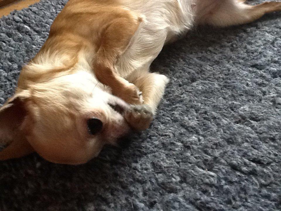 Chihuahua Frontrunners Ready To Play - Ready - Kom nu, Klø mig på maven!:) billede 3