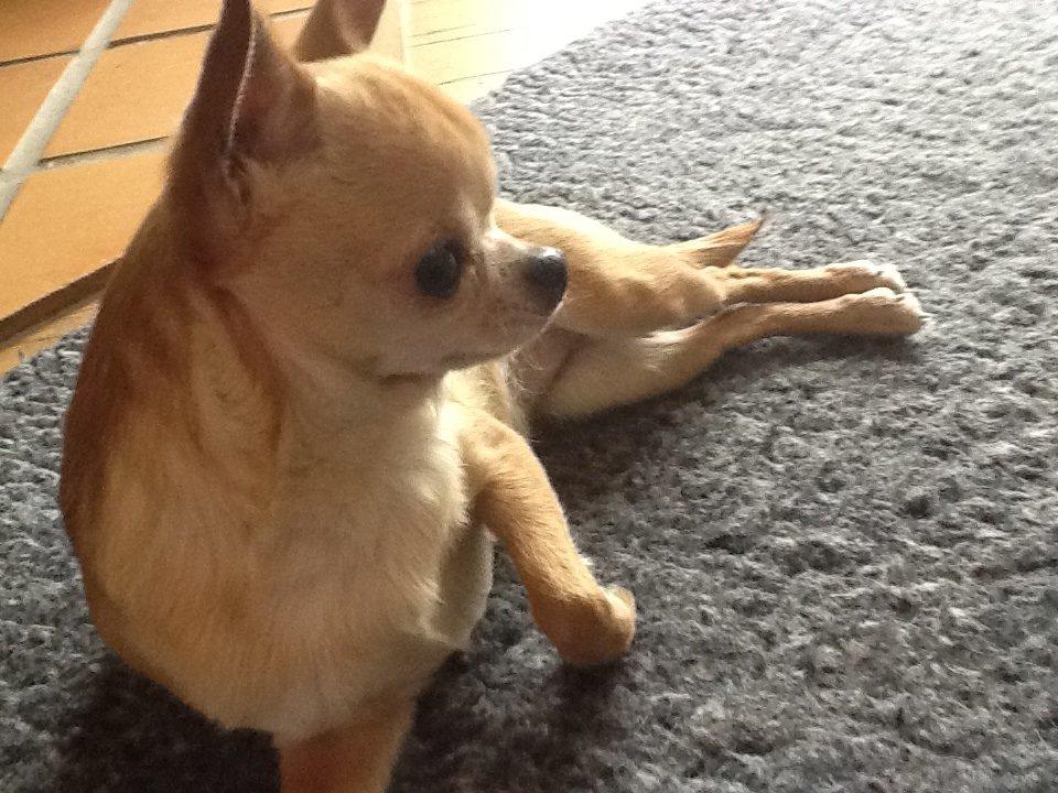 Chihuahua Frontrunners Ready To Play - Ready - Smukke Ready<3 billede 4