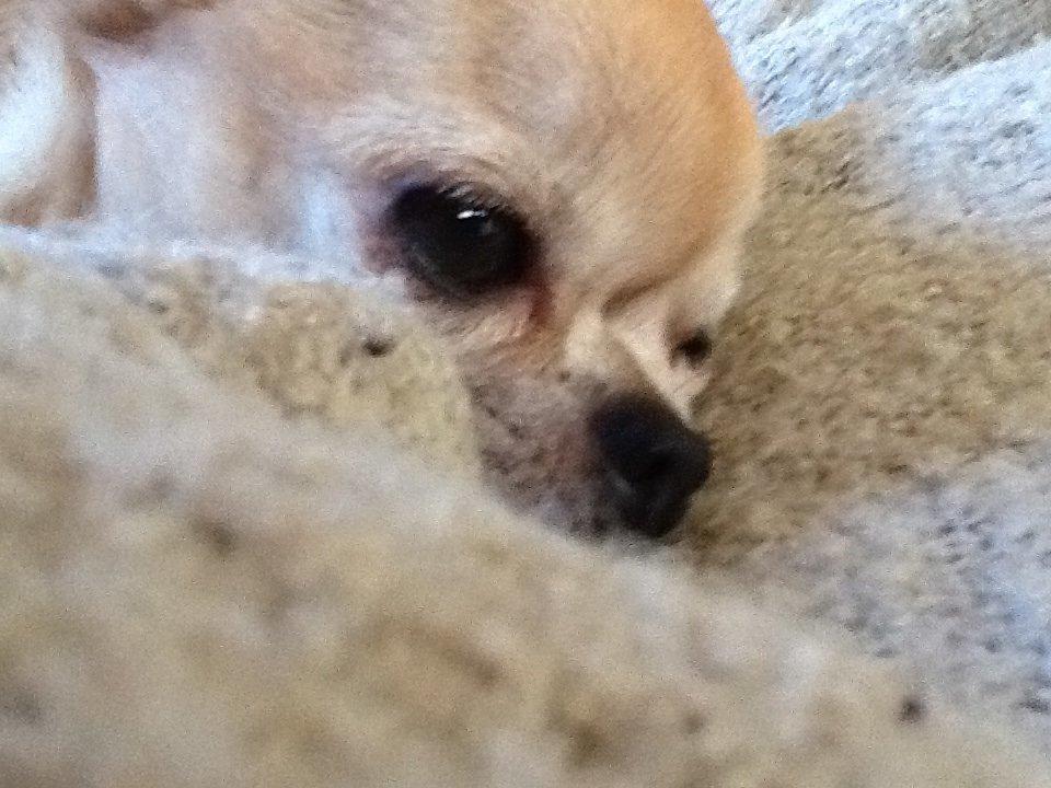 Chihuahua Frontrunners Ready To Play - Ready - Hygge<3 billede 5