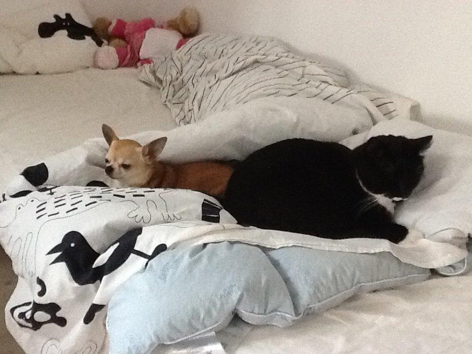 Chihuahua Frontrunners Ready To Play - Ready - Ready's gode katte ven Oscar:) billede 6