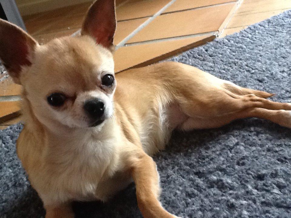 Chihuahua Frontrunners Ready To Play - Ready - Nyder Solen<3 billede 7