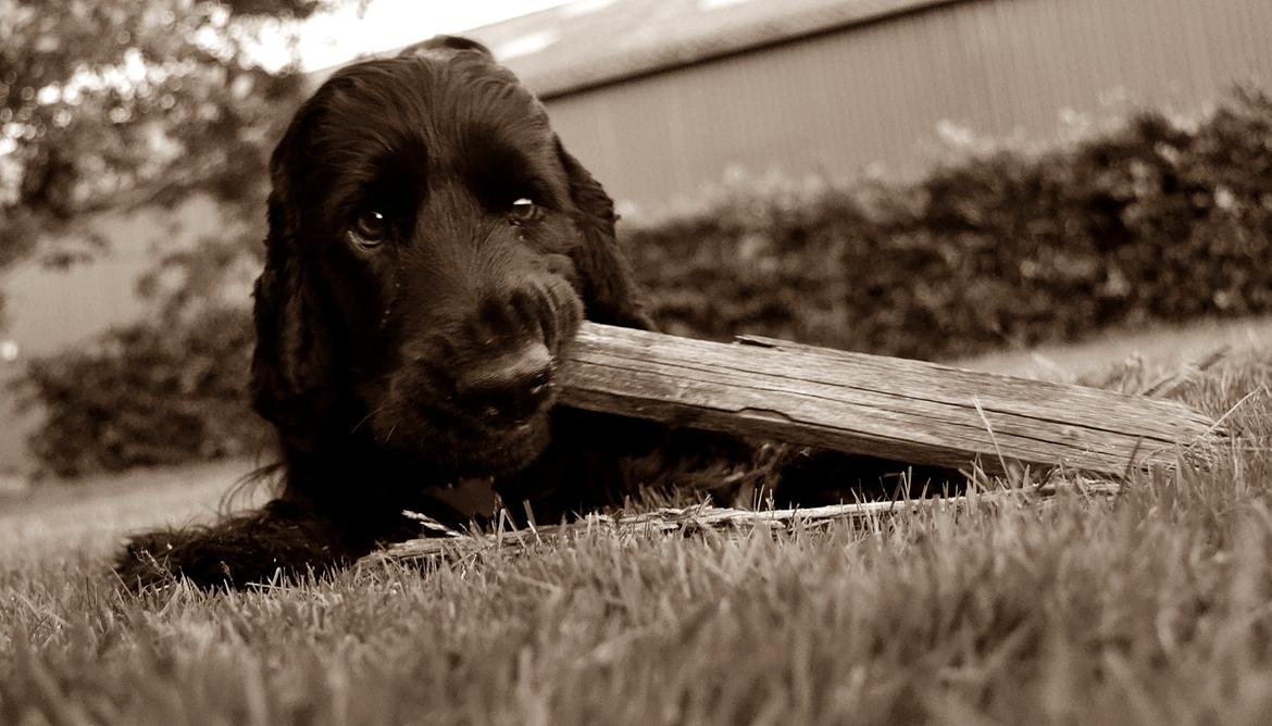 Cocker spaniel Højbjerg Euphorbiastjerne Cito billede 1