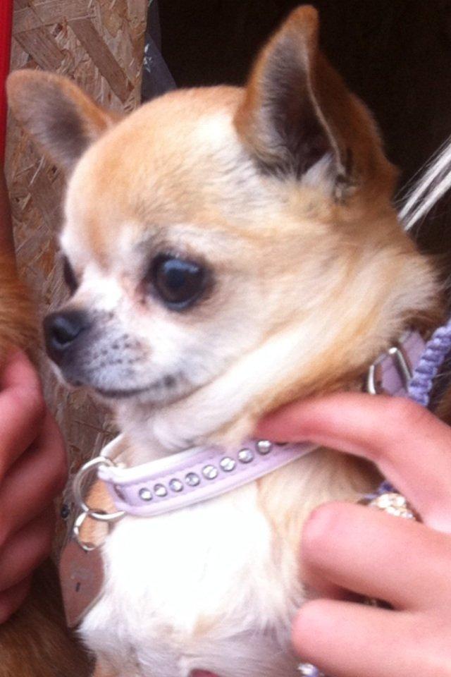 Chihuahua Frontrunners Ready To Play - Ready - På Tur:) billede 8