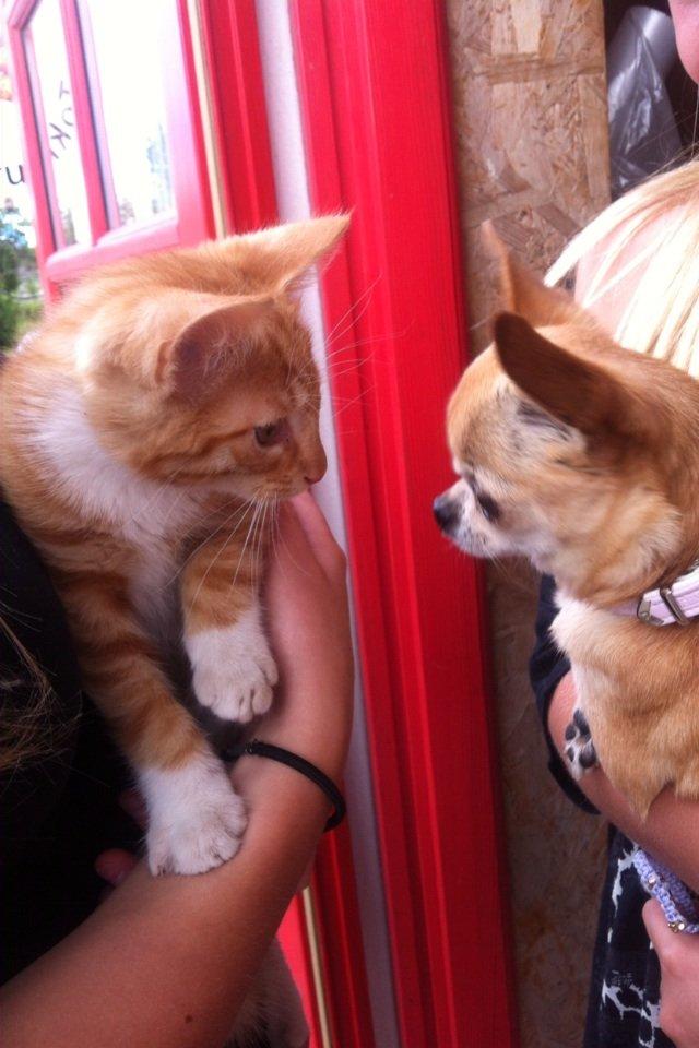 Chihuahua Frontrunners Ready To Play - Ready - Hvad er det? Den ligner jo lidt mig?!:) billede 9