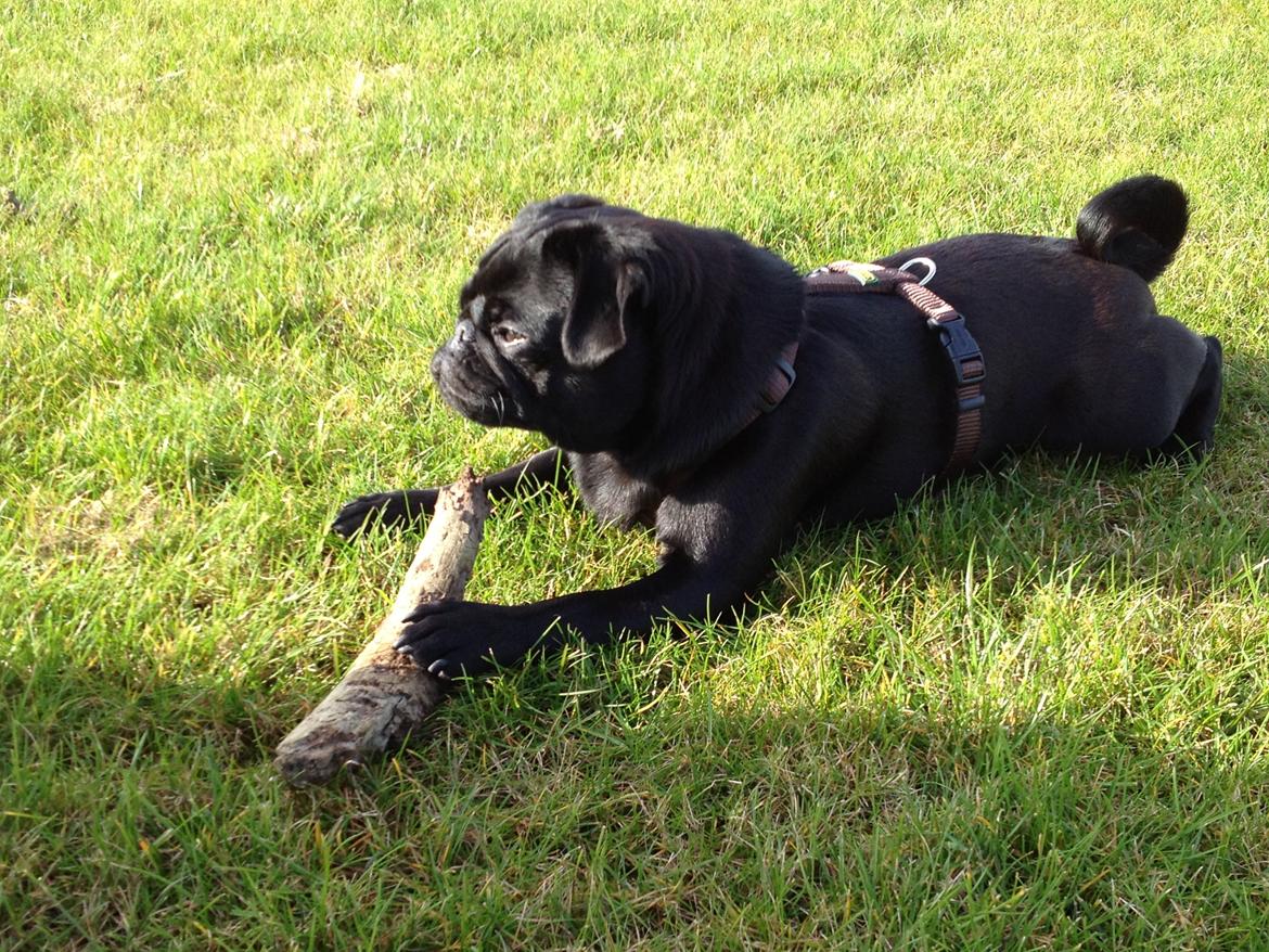 Mops Bella billede 1