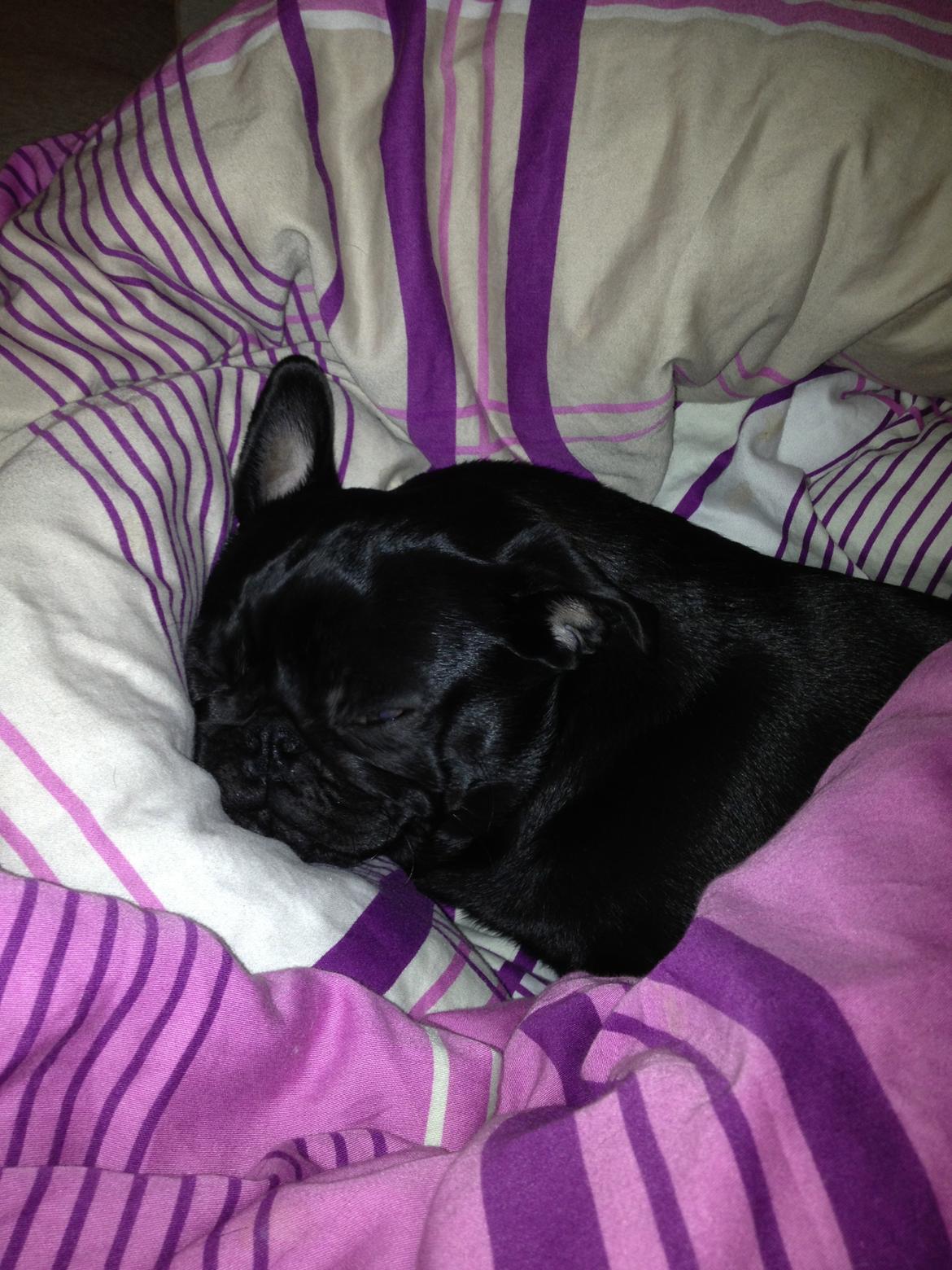 Mops Bella billede 2