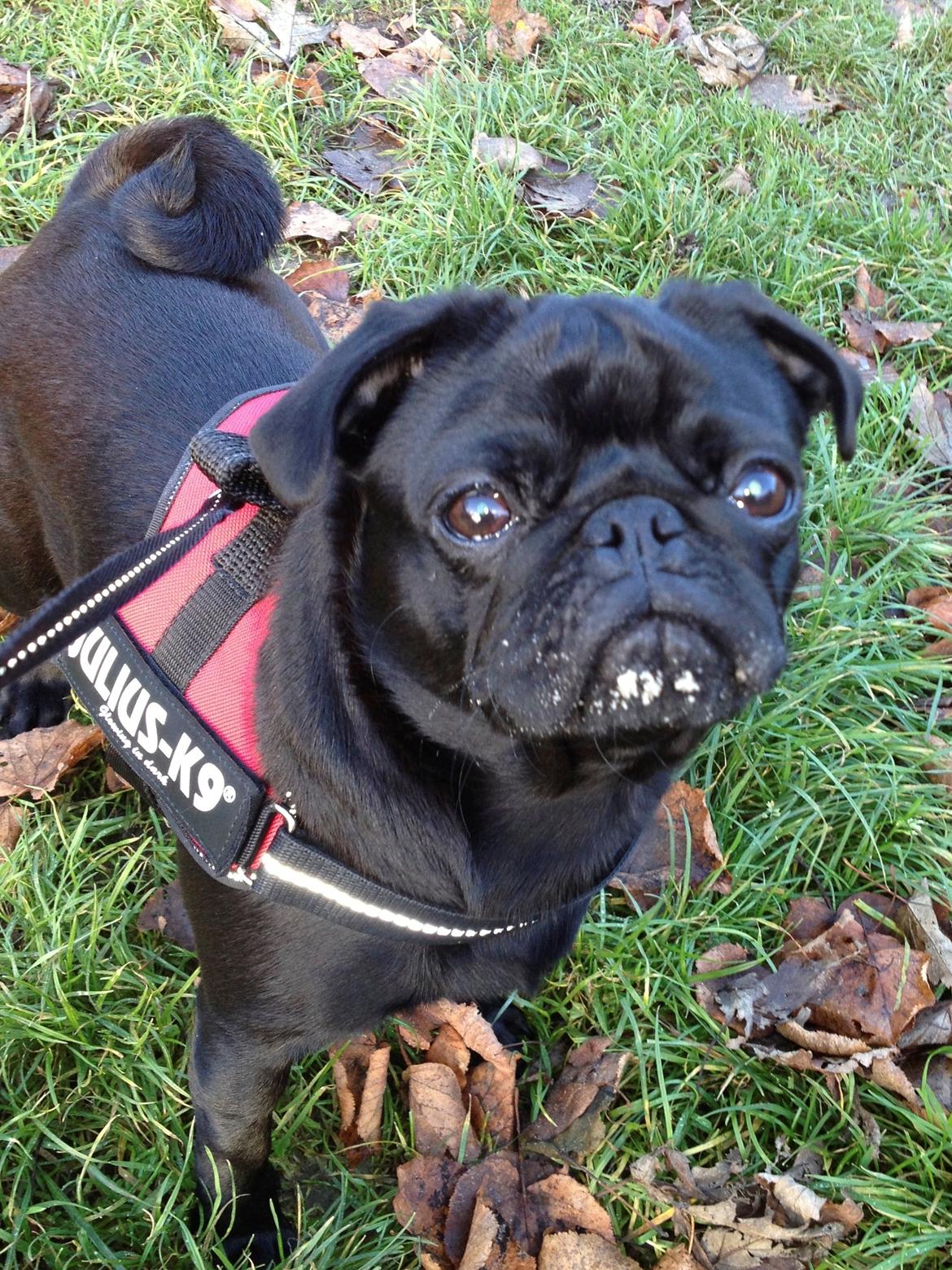 Mops Bella billede 3