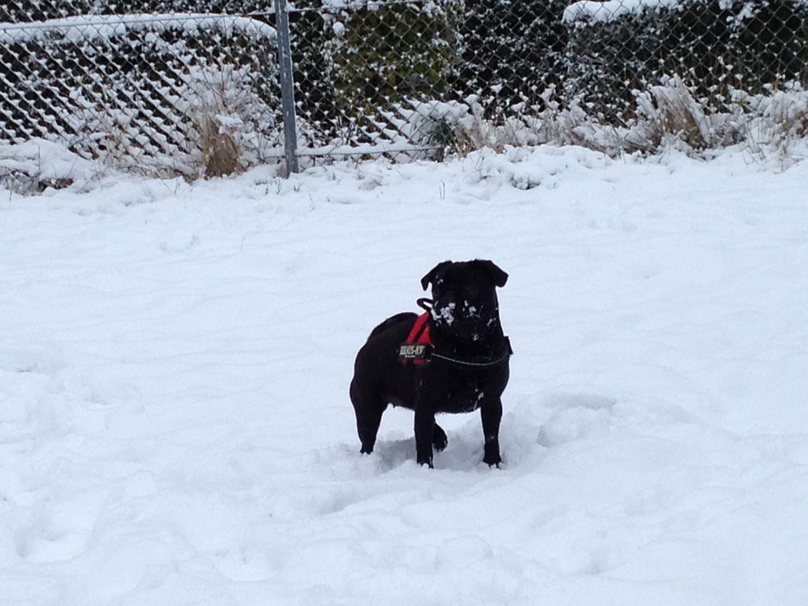 Mops Bella billede 4