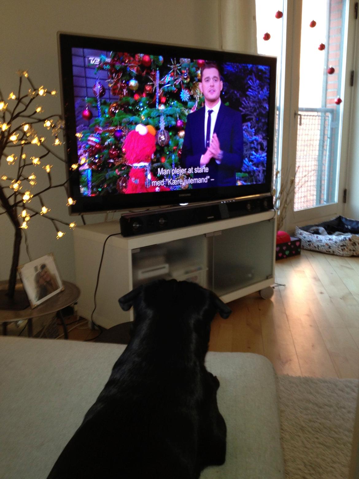 Mops Bella billede 5