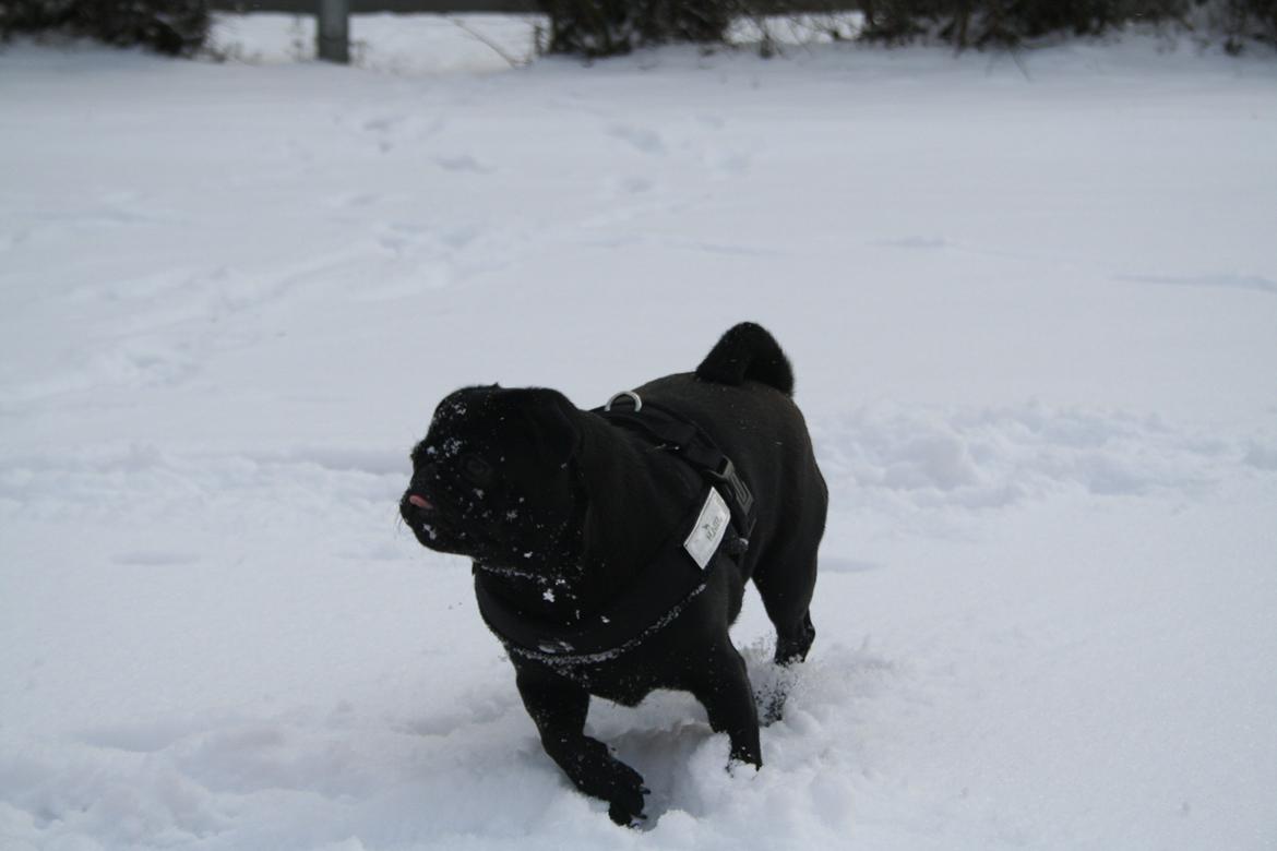 Mops Bella billede 6