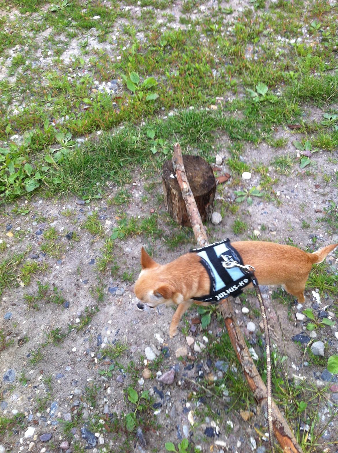 Chihuahua Frontrunners Ready To Play - Ready - Hopsa:)  billede 10