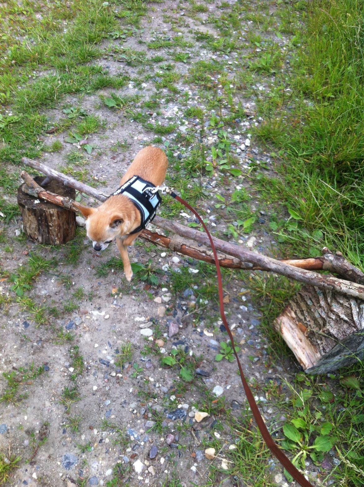 Chihuahua Frontrunners Ready To Play - Ready - Da Ready lige havde lært at springe, Uhh det var svært:) billede 11