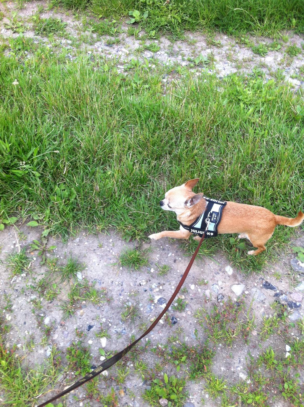 Chihuahua Frontrunners Ready To Play - Ready - Var jeg ikk Dygtig?:) billede 12