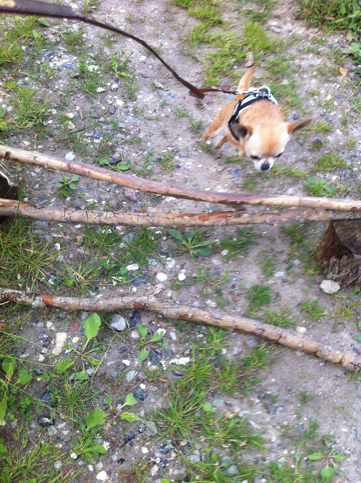 Chihuahua Frontrunners Ready To Play - Ready - 24,5 cm !:) billede 13