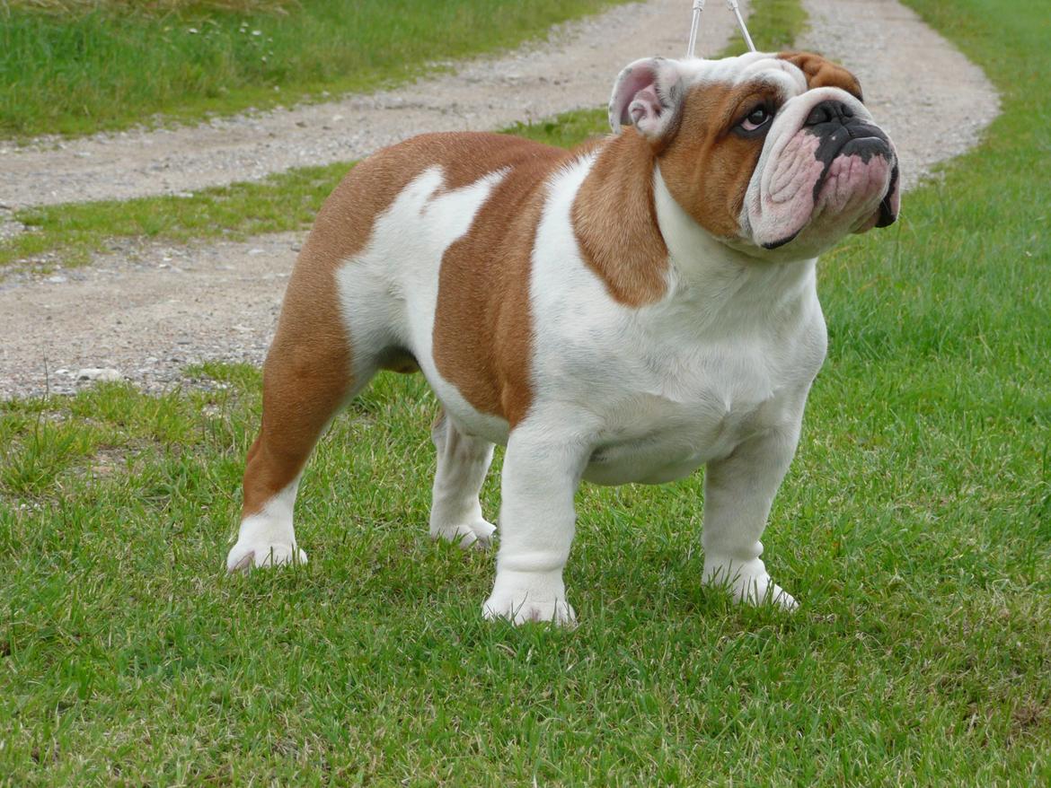 Engelsk bulldog malcom's Maroon Meringue - Arthur - Flotte Arthur billede 1