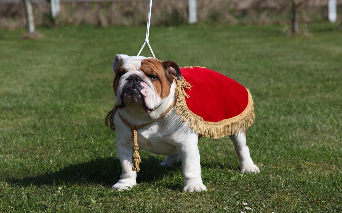 Engelsk bulldog malcom's Maroon Meringue - Arthur - Arthur Champion! billede 2