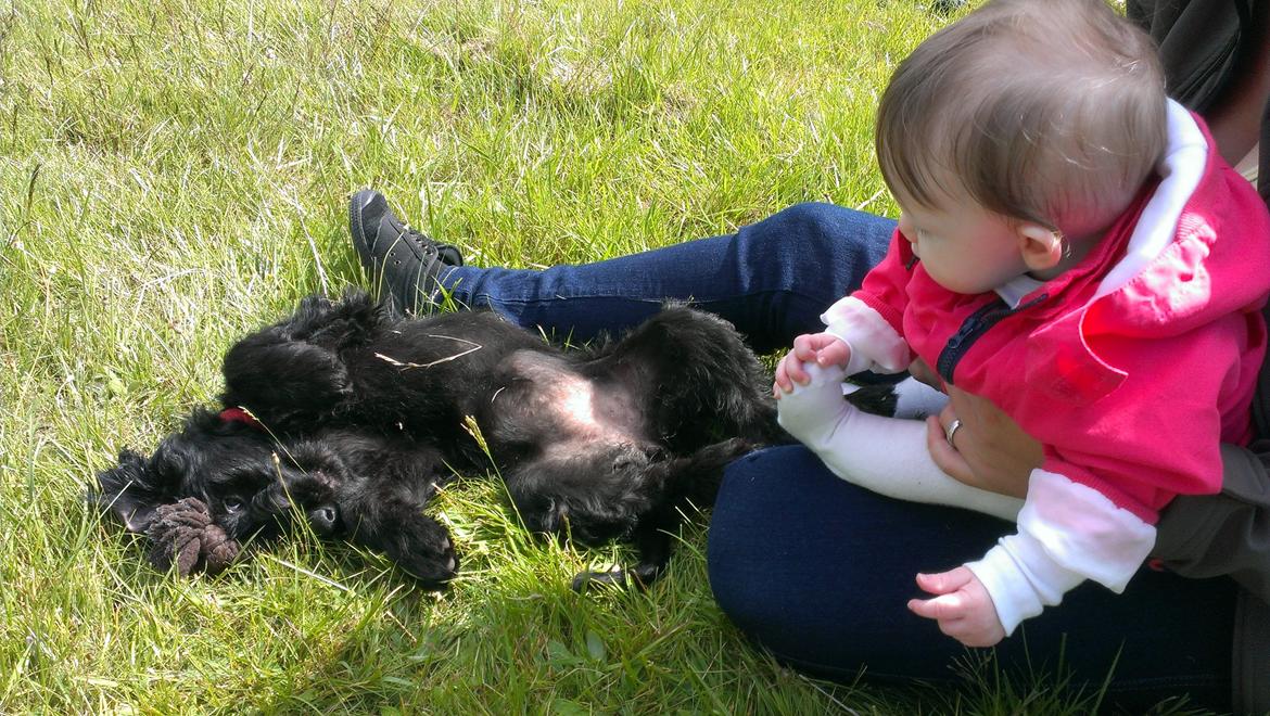 Blanding af racer Sandy Hawaii (F1 Sproodle) billede 34