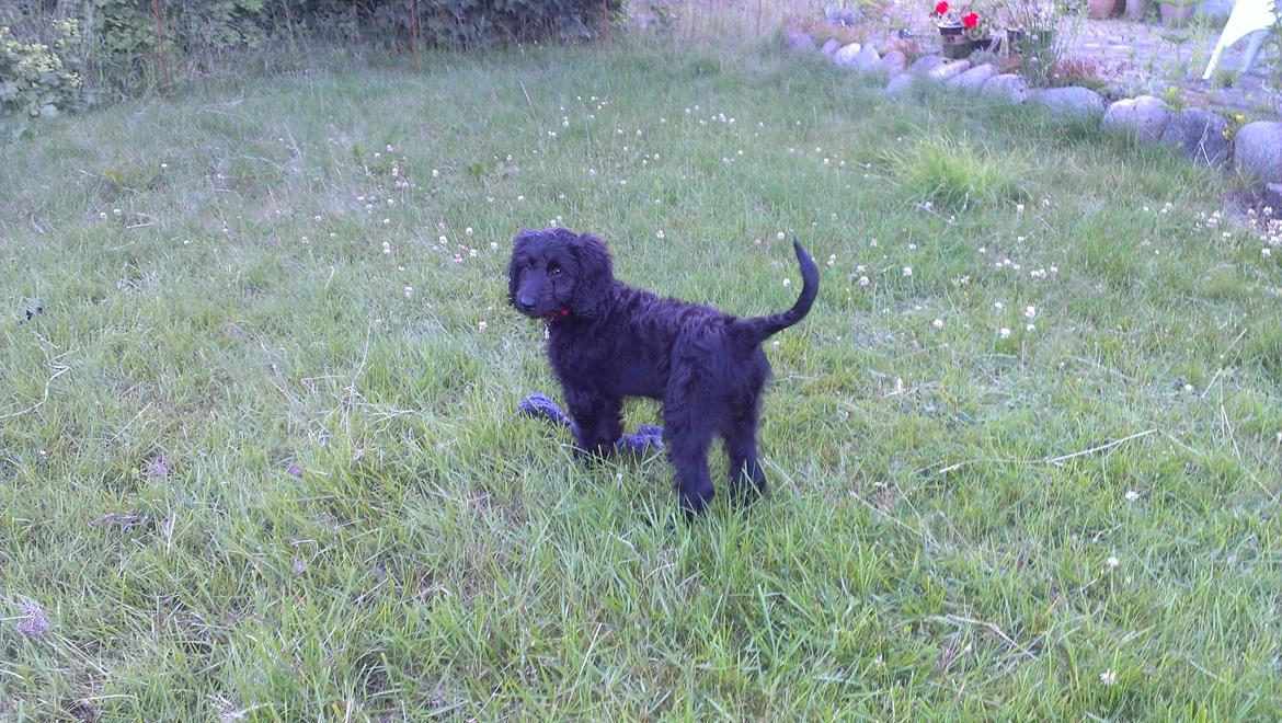 Blanding af racer Sandy Hawaii (F1 Sproodle) billede 36