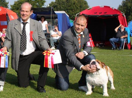 Engelsk bulldog malcom's Maroon Meringue - Arthur billede 4