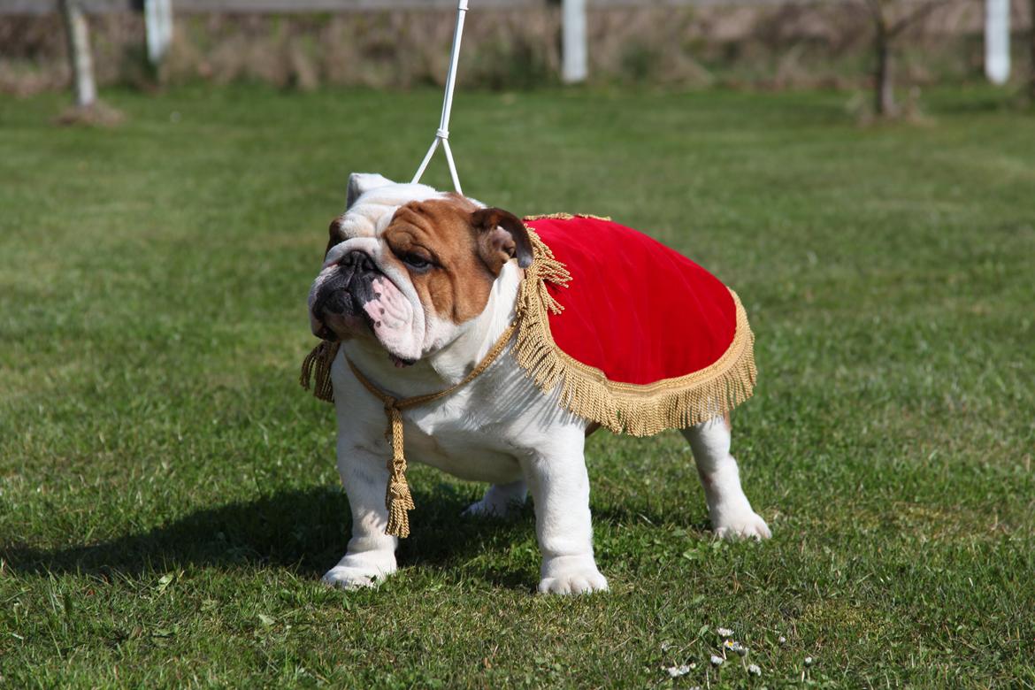 Engelsk bulldog malcom's Maroon Meringue - Arthur billede 5
