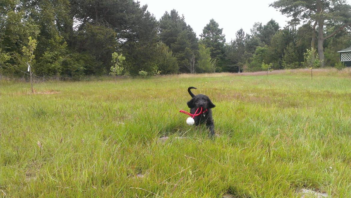 Blanding af racer Sandy Hawaii (F1 Sproodle) billede 37