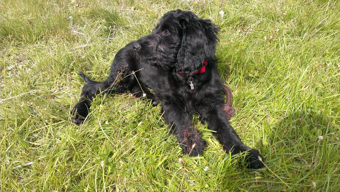 Blanding af racer Sandy Hawaii (F1 Sproodle) billede 38