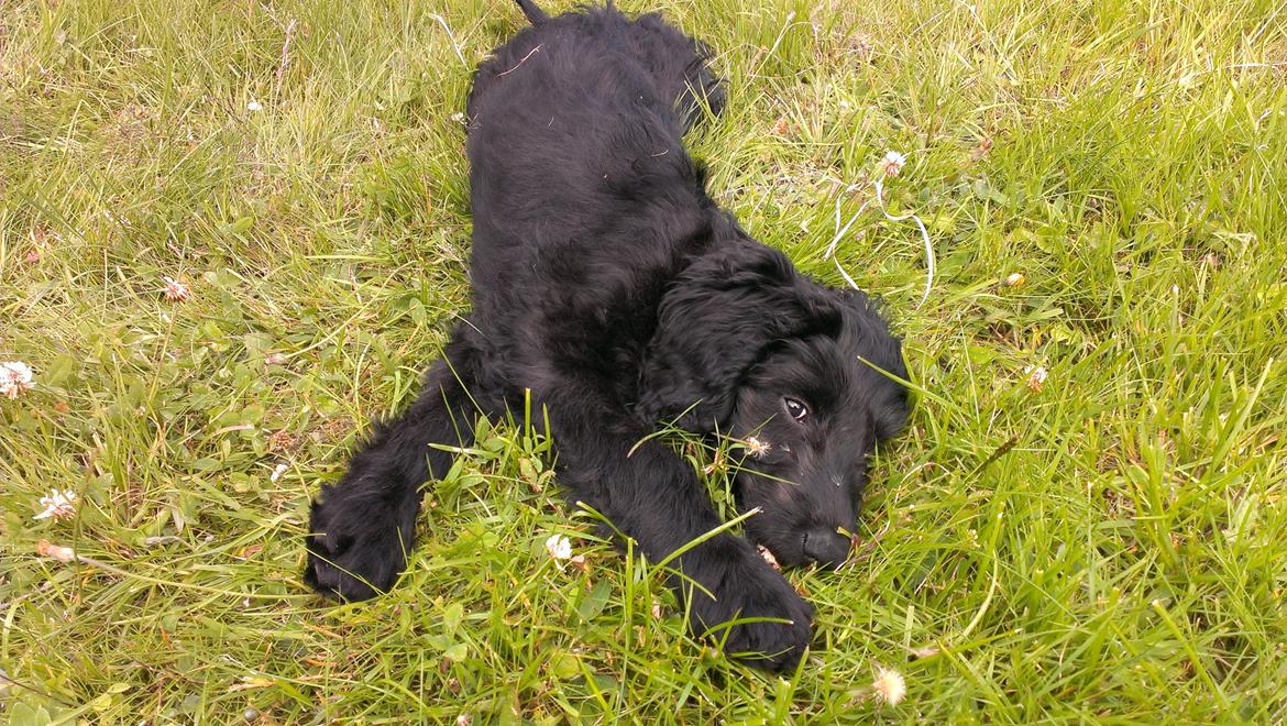 Blanding af racer Sandy Hawaii (F1 Sproodle) billede 39