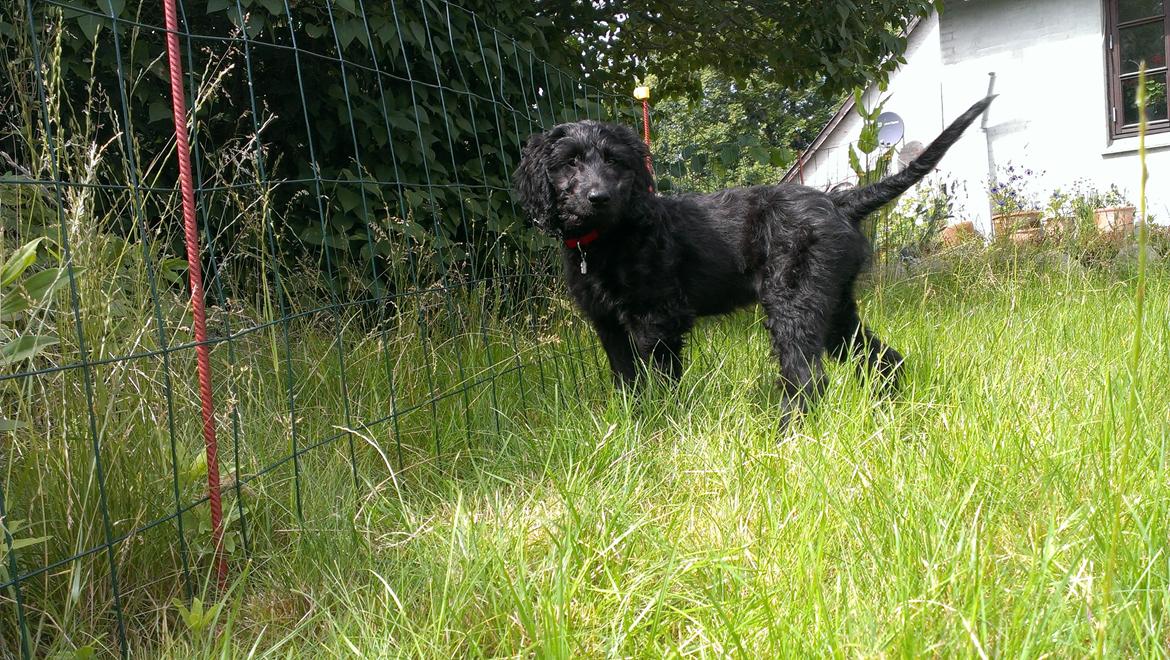 Blanding af racer Sandy Hawaii (F1 Sproodle) billede 33