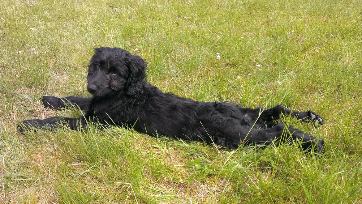 Blanding af racer Sandy Hawaii (F1 Sproodle) billede 40