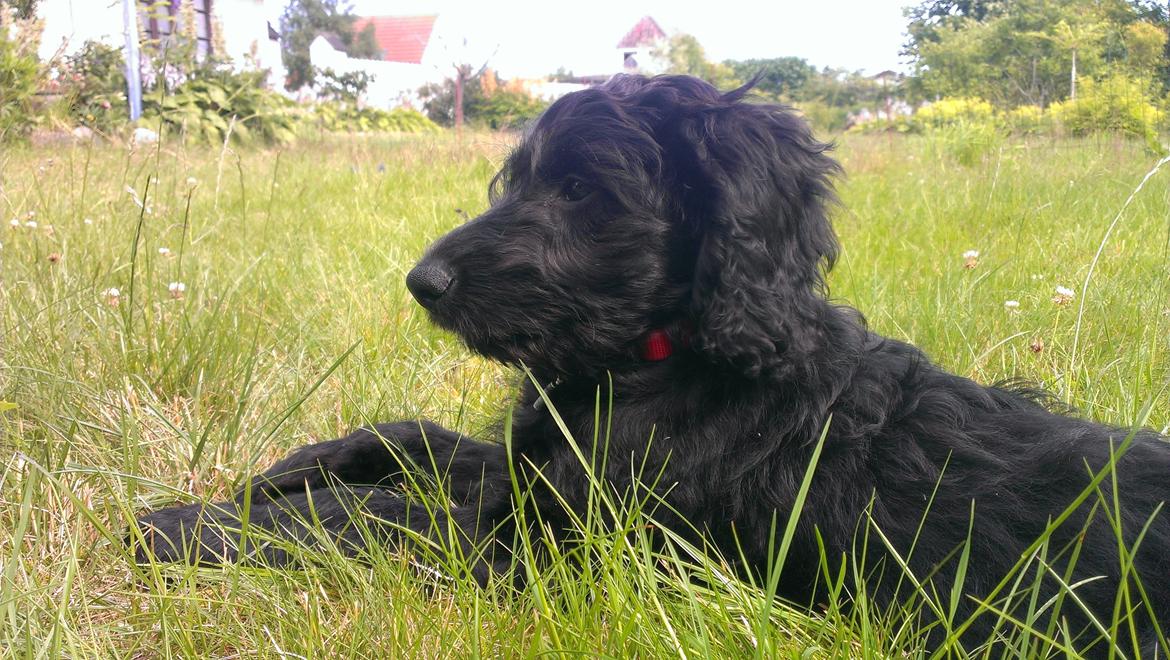 Blanding af racer Sandy Hawaii (F1 Sproodle) billede 31